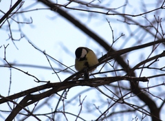 Parus major