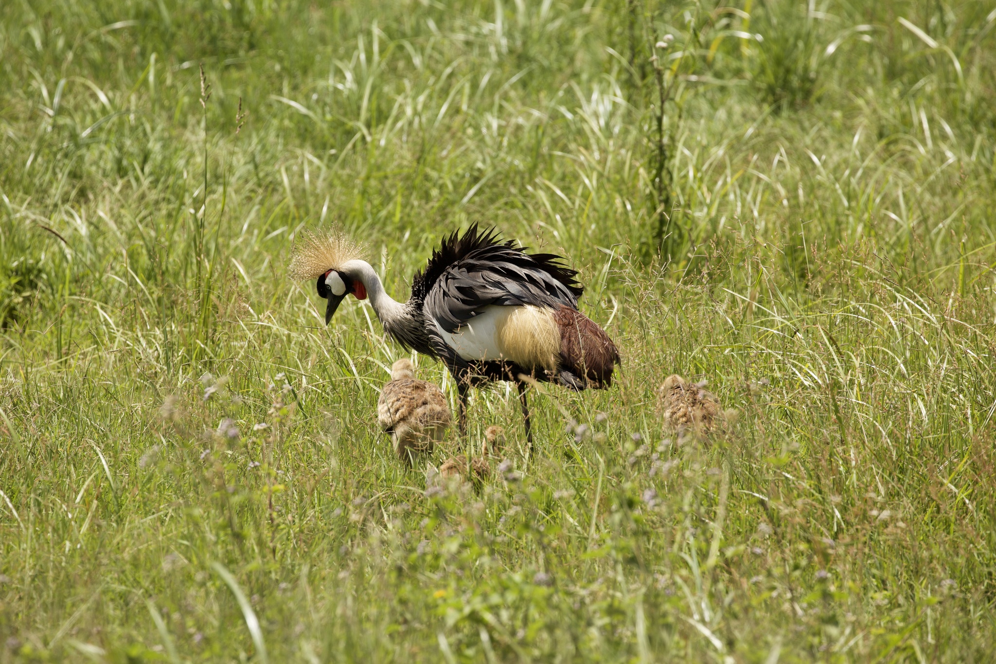 Grey Crowned Crane