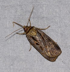 Pseudohermonassa tenuicula