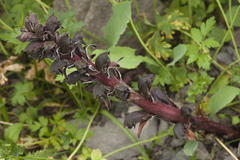 Orobanche gamosepala