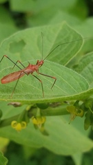 Ricolla quadrispinosa