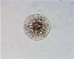 Actinosphaerium eichhornii