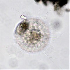 Actinosphaerium eichhornii