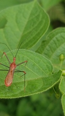 Ricolla quadrispinosa