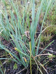 Tulbaghia acutiloba