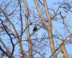 Turdus merula