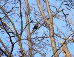 Turdus merula