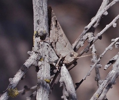 Trimerotropis thalassica