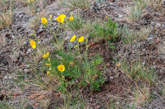 Potentilla tollii