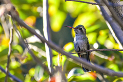 Cynanthus latirostris