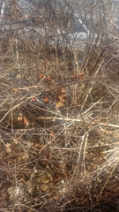 Celastrus orbiculatus