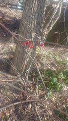 Celastrus orbiculatus