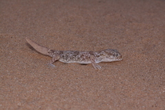 Stenodactylus
