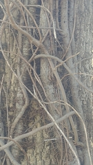 Toxicodendron radicans