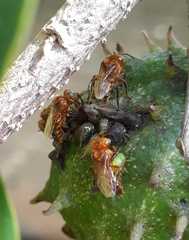 Oxytrigona