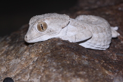 Tarentola chazaliae