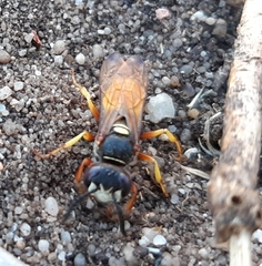 Philanthus triangulum diadema
