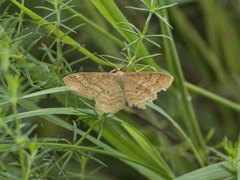 Idaea rufaria