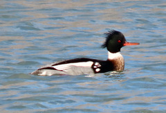 Mergus serrator