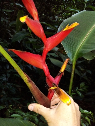 Heliconia spathocircinata (Heliconia spathocircinata)
