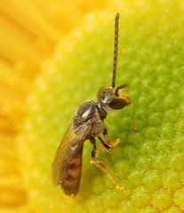 Lasioglossum zephyrus