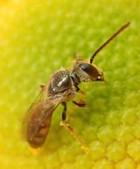 Lasioglossum zephyrus