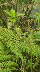 Erythrodiplax unimaculata