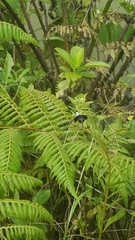 Erythrodiplax unimaculata