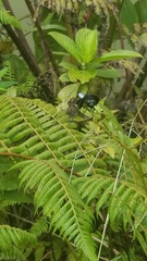 Erythrodiplax unimaculata