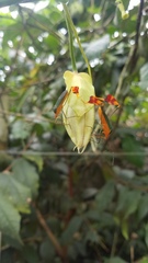 Anisoscelis foliaceus