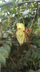 Anisoscelis foliaceus