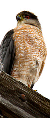 Accipiter cooperii