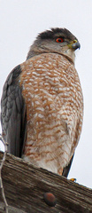 Accipiter cooperii