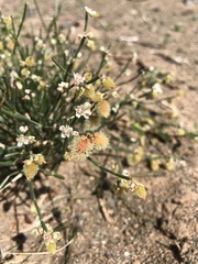 Calligonum mongolicum