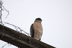 Accipiter cooperii