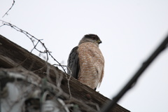 Accipiter cooperii