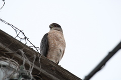 Accipiter cooperii