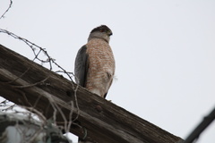 Accipiter cooperii