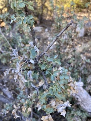 Berberis higginsiae