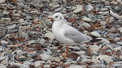 Chroicocephalus ridibundus