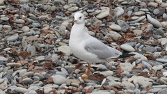 Chroicocephalus ridibundus