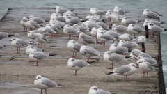 Chroicocephalus ridibundus