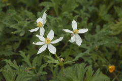 Anemonastrum fasciculatum