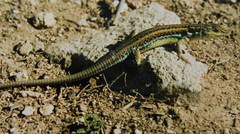 Ophisops elegans schlueteri
