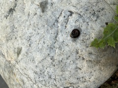 Planorbarius corneus