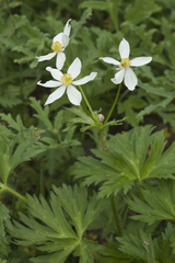 Anemonastrum fasciculatum