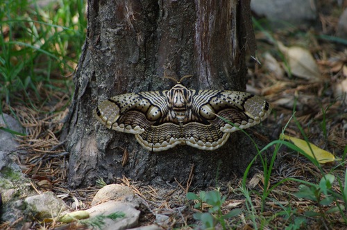 Hearsey's Owl Moth