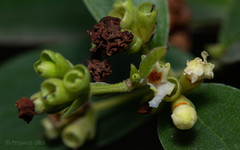 Nyctanthes arbor-tristis