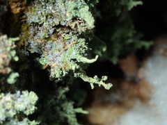 Cladonia cenotea