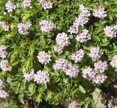 Valeriana supina